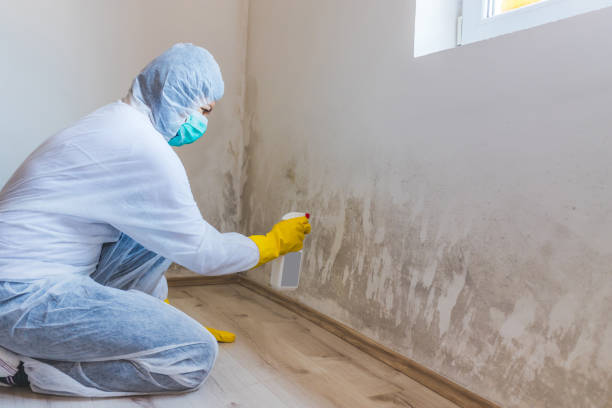 Licensed Mold Testing service in Trenton, MI - WQB Mold Removal